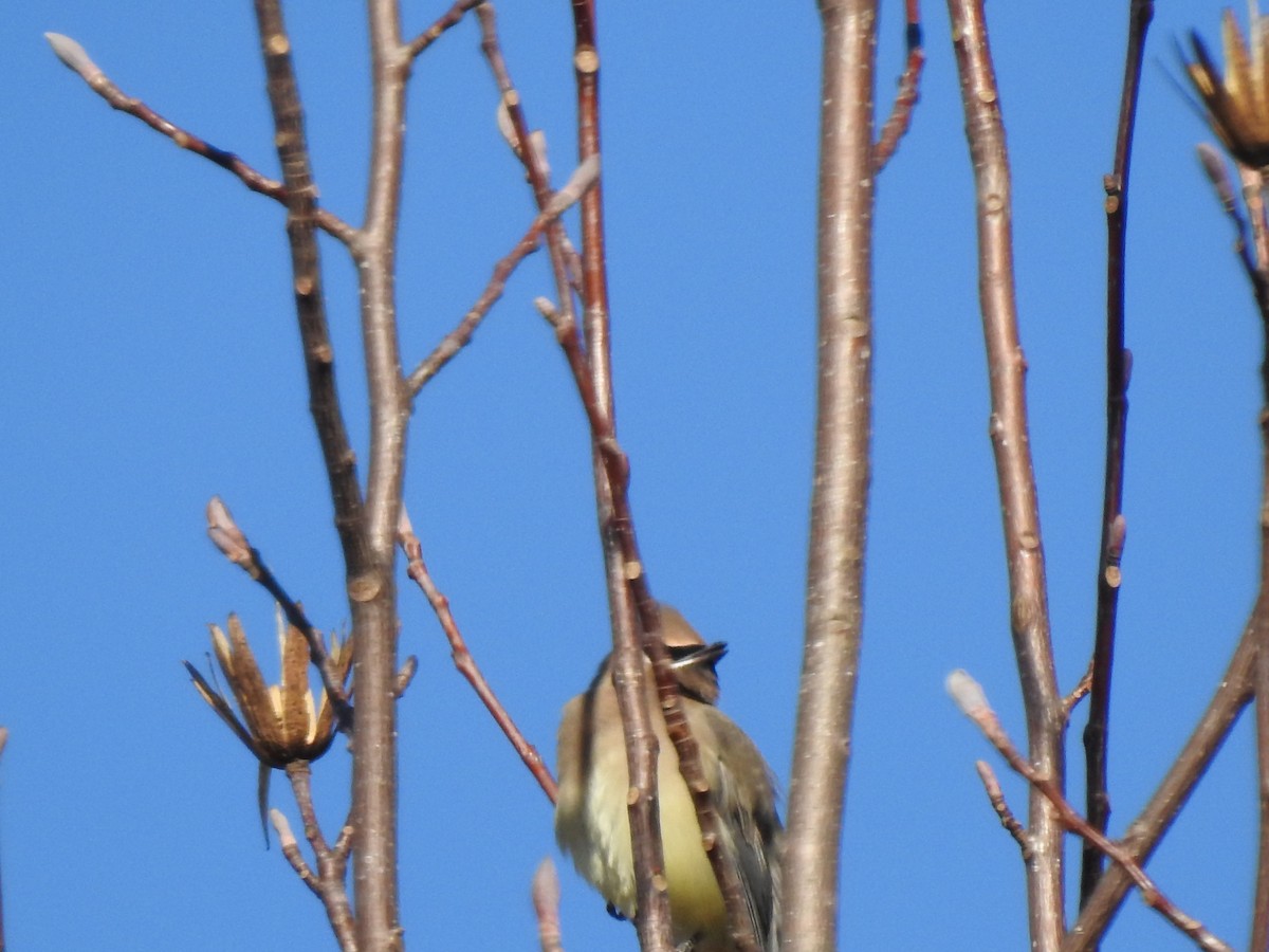 Cedar Waxwing - ML516851721