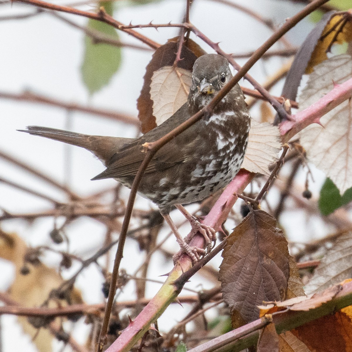 Fox Sparrow - ML516855041