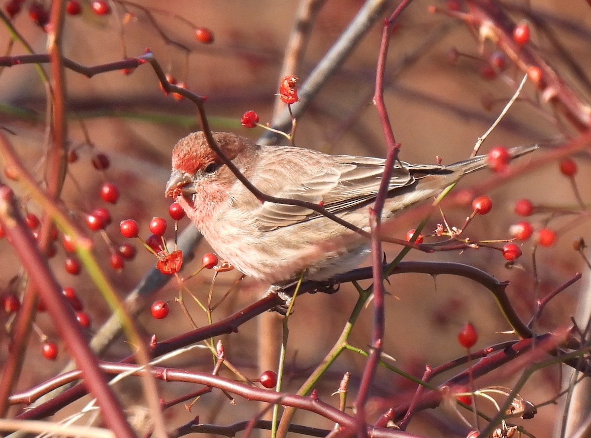 House Finch - ML516855391