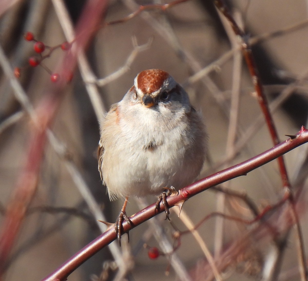 American Tree Sparrow - ML516855621
