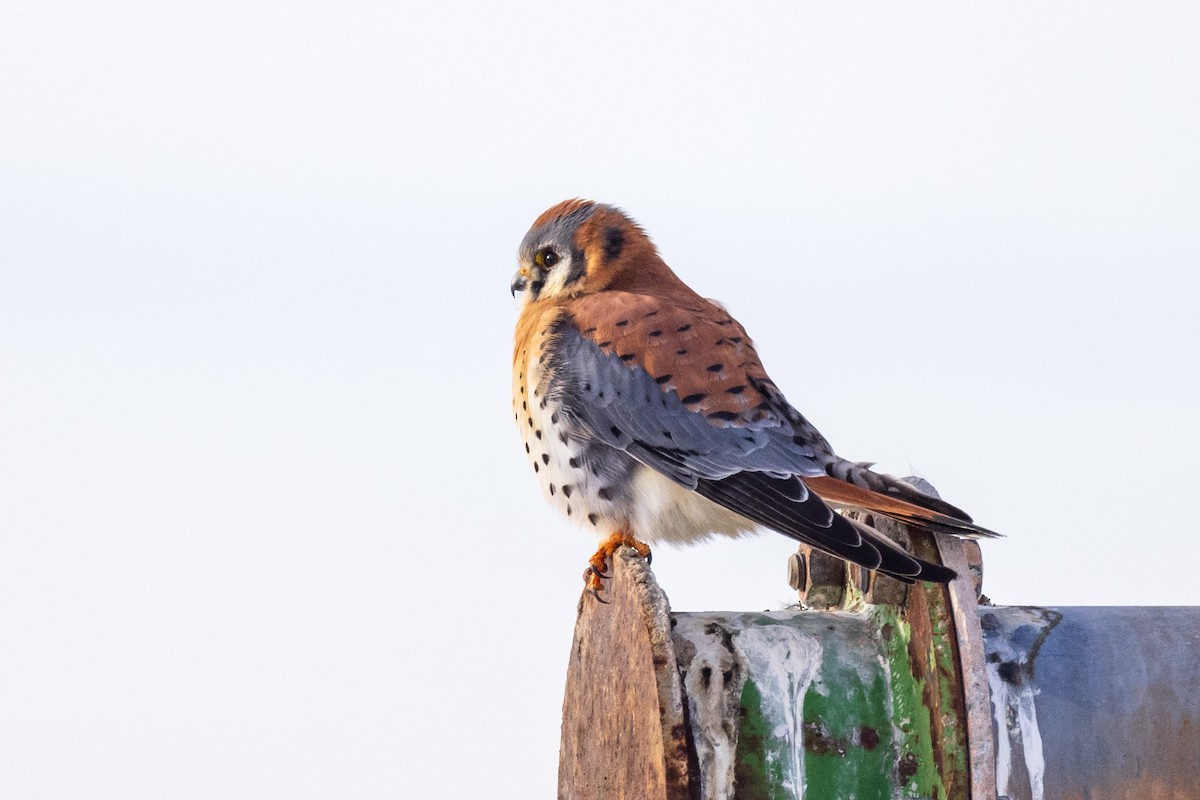 American Kestrel - ML516856561