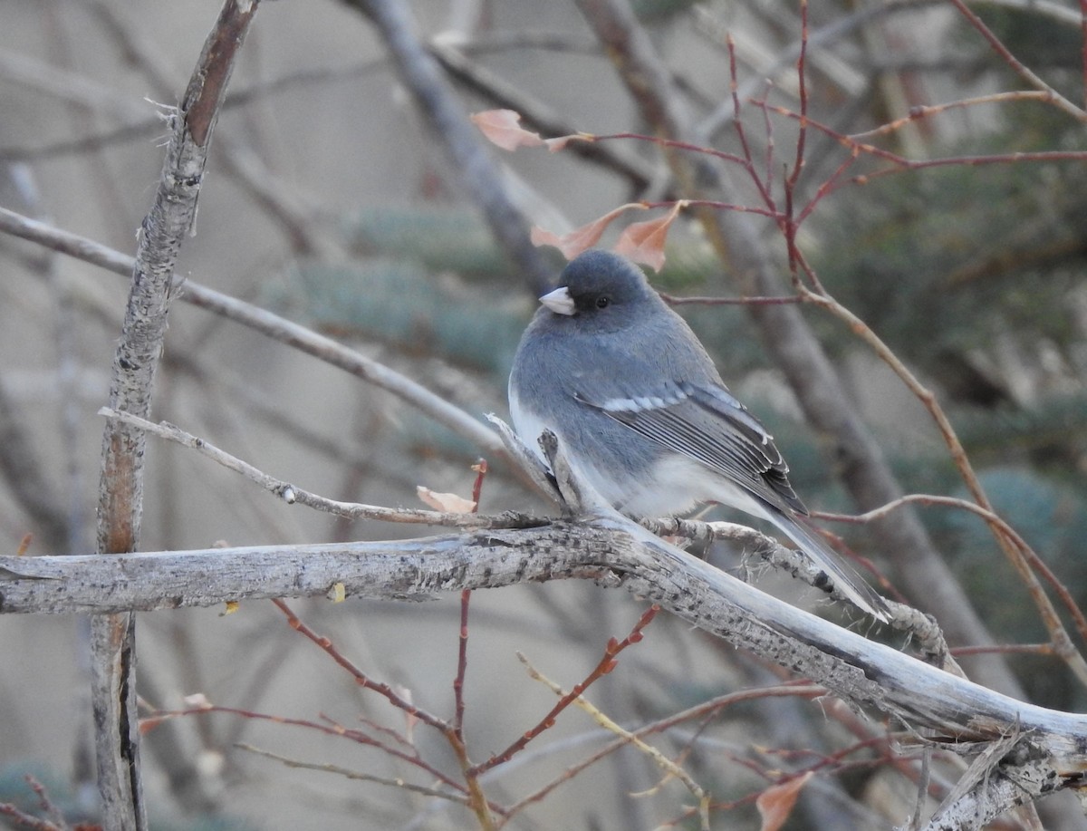 Dark-eyed Junco (White-winged) - ML516856861