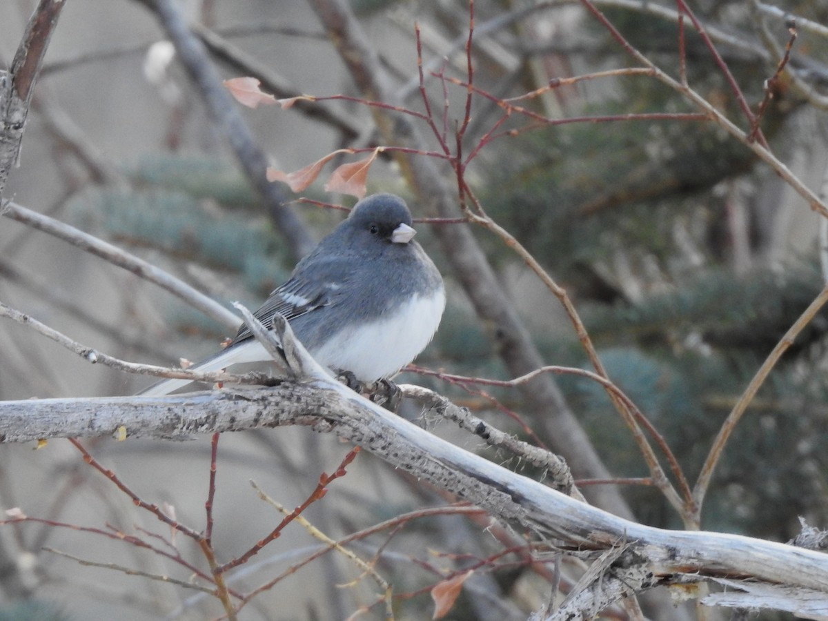 Dark-eyed Junco (White-winged) - ML516856931