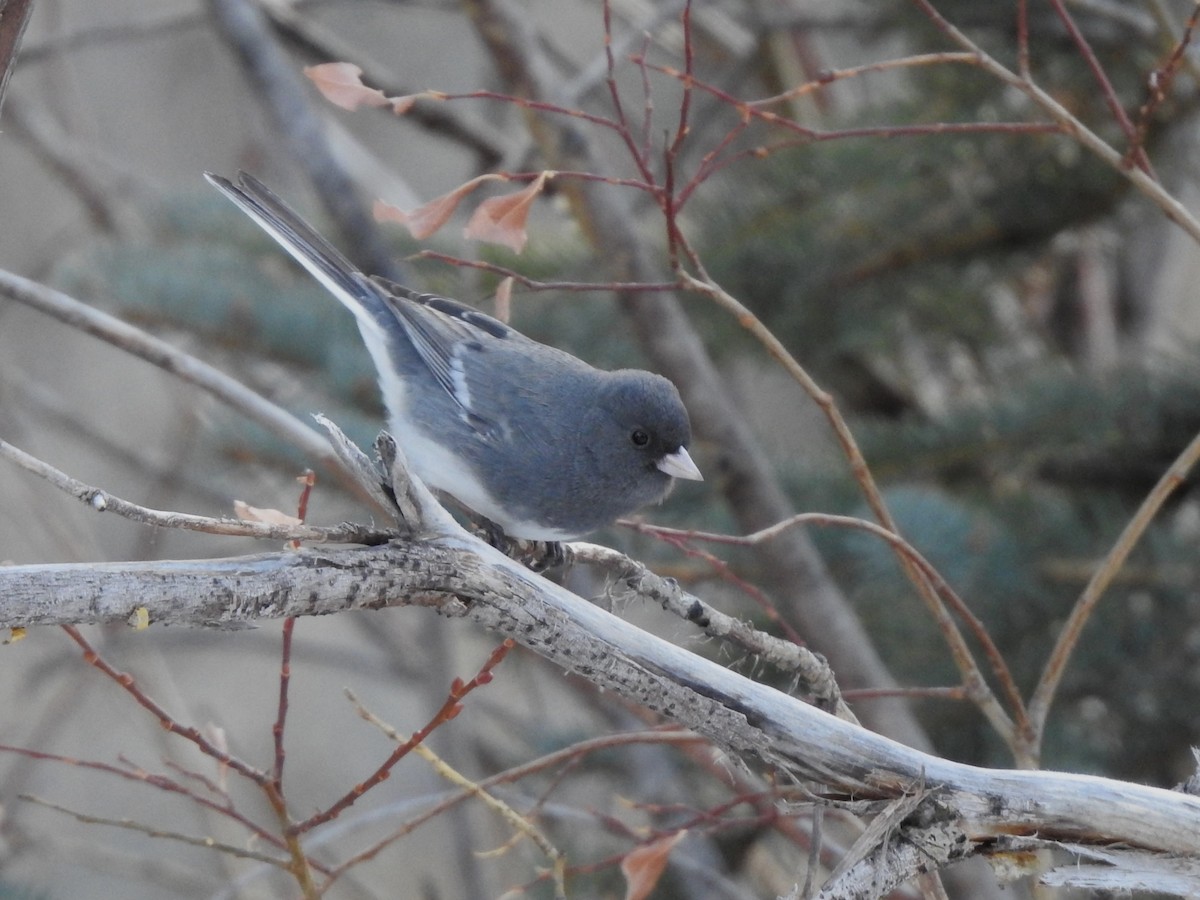 Dark-eyed Junco (White-winged) - ML516856981