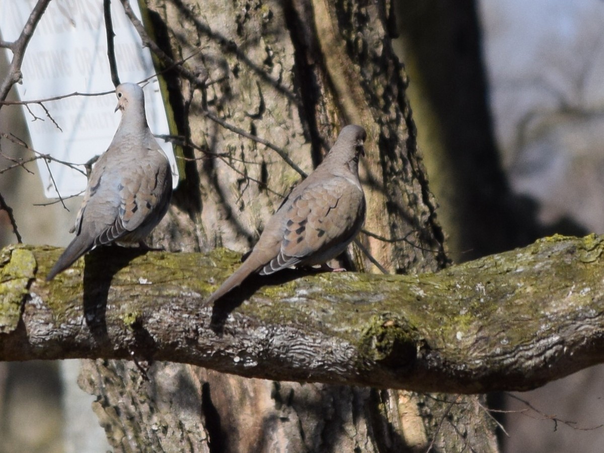 Mourning Dove - ML51685741