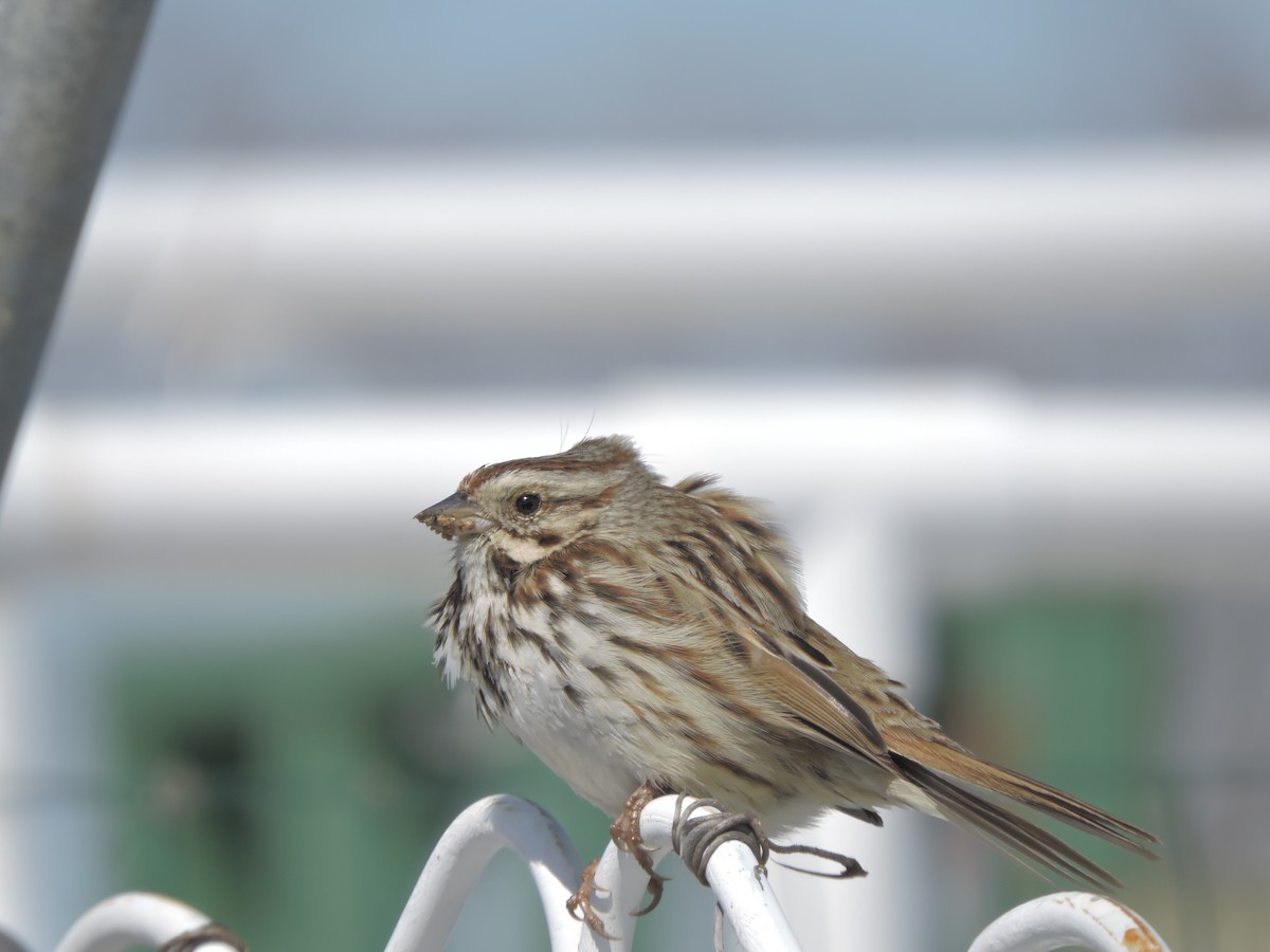 Song Sparrow - ML51685911