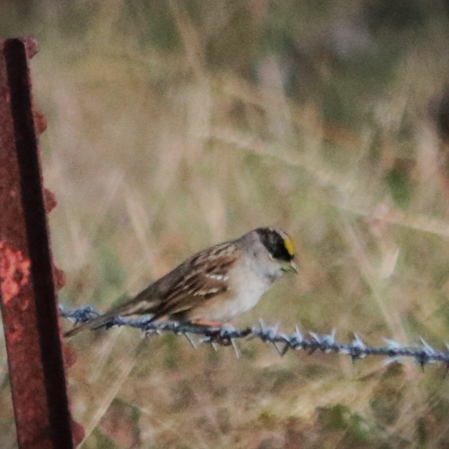 Bruant à couronne dorée - ML516859211