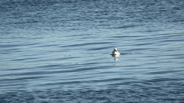 Northern Fulmar - ML516860531