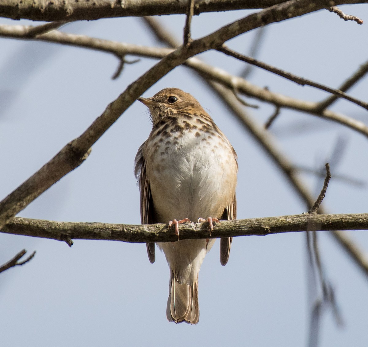 Hermit Thrush - ML516861161