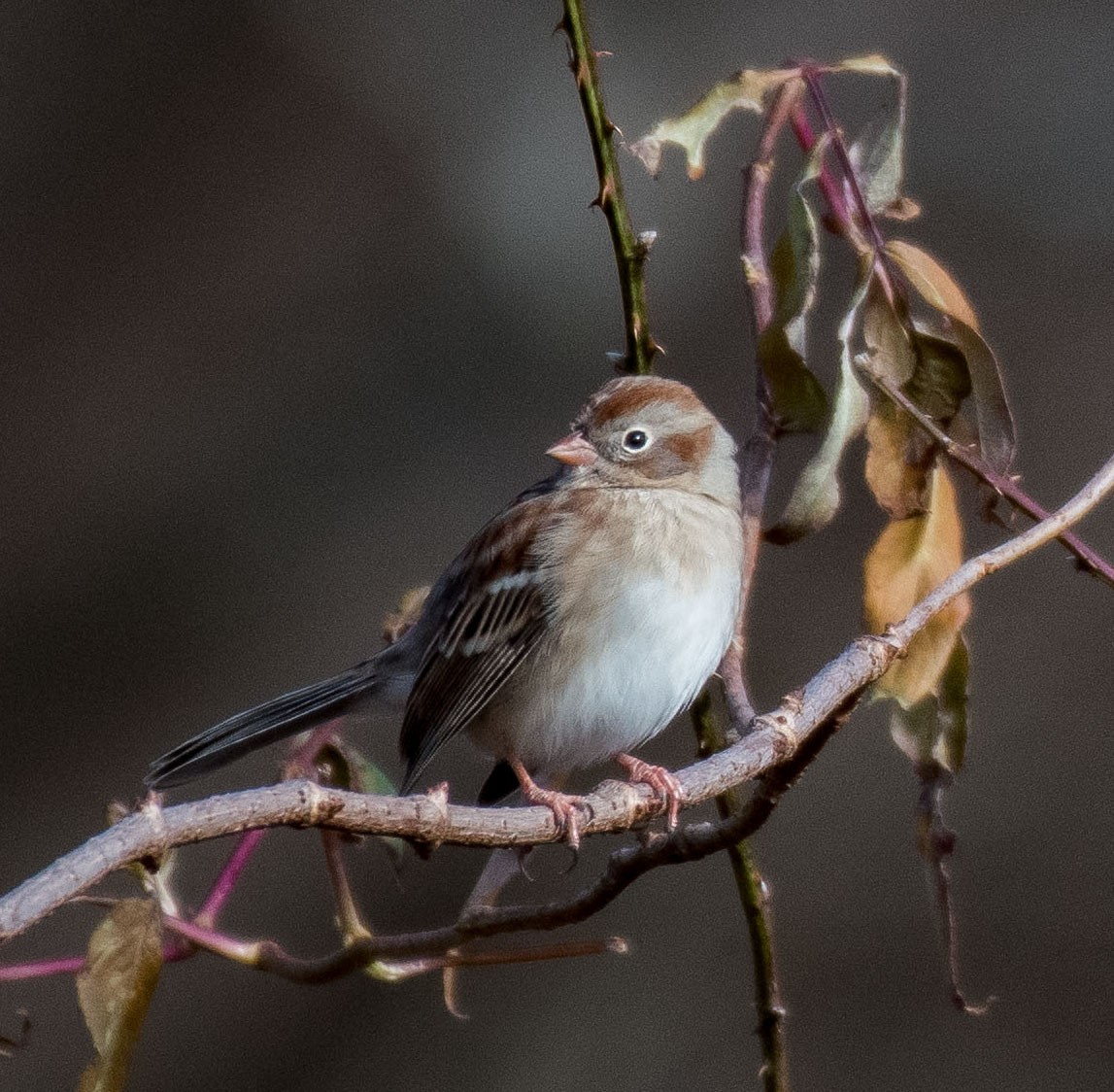 Field Sparrow - ML516861231