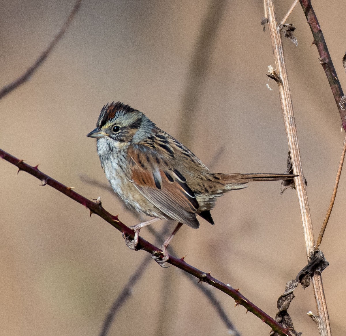 Swamp Sparrow - ML516861261