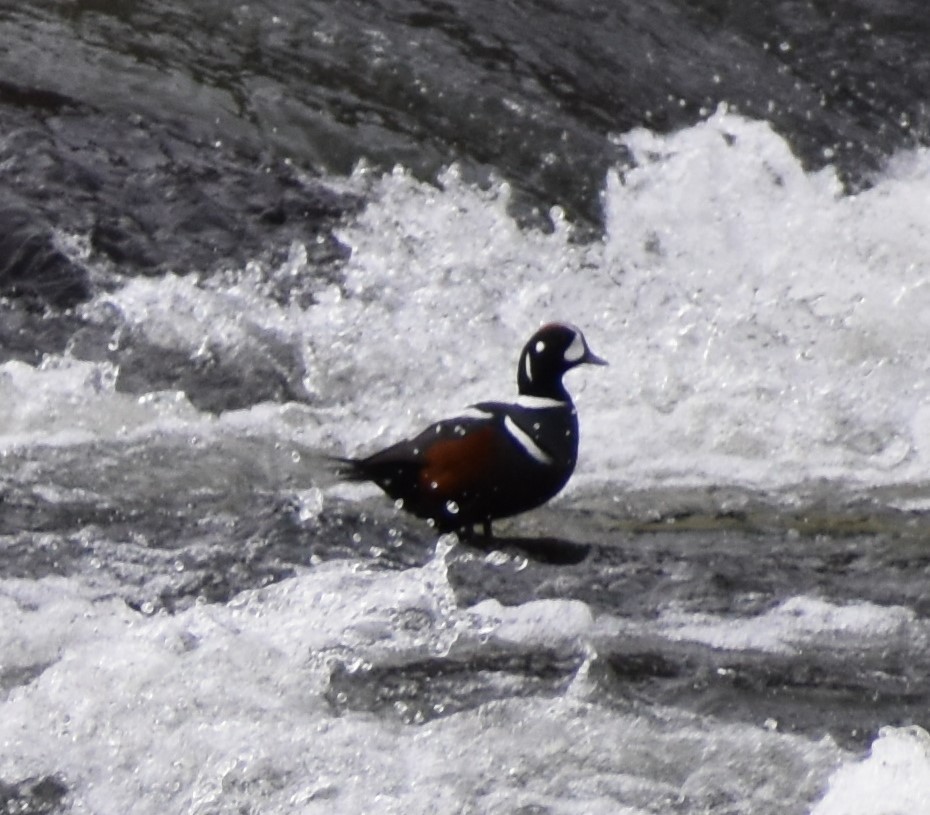 kačka strakatá - ML516861711