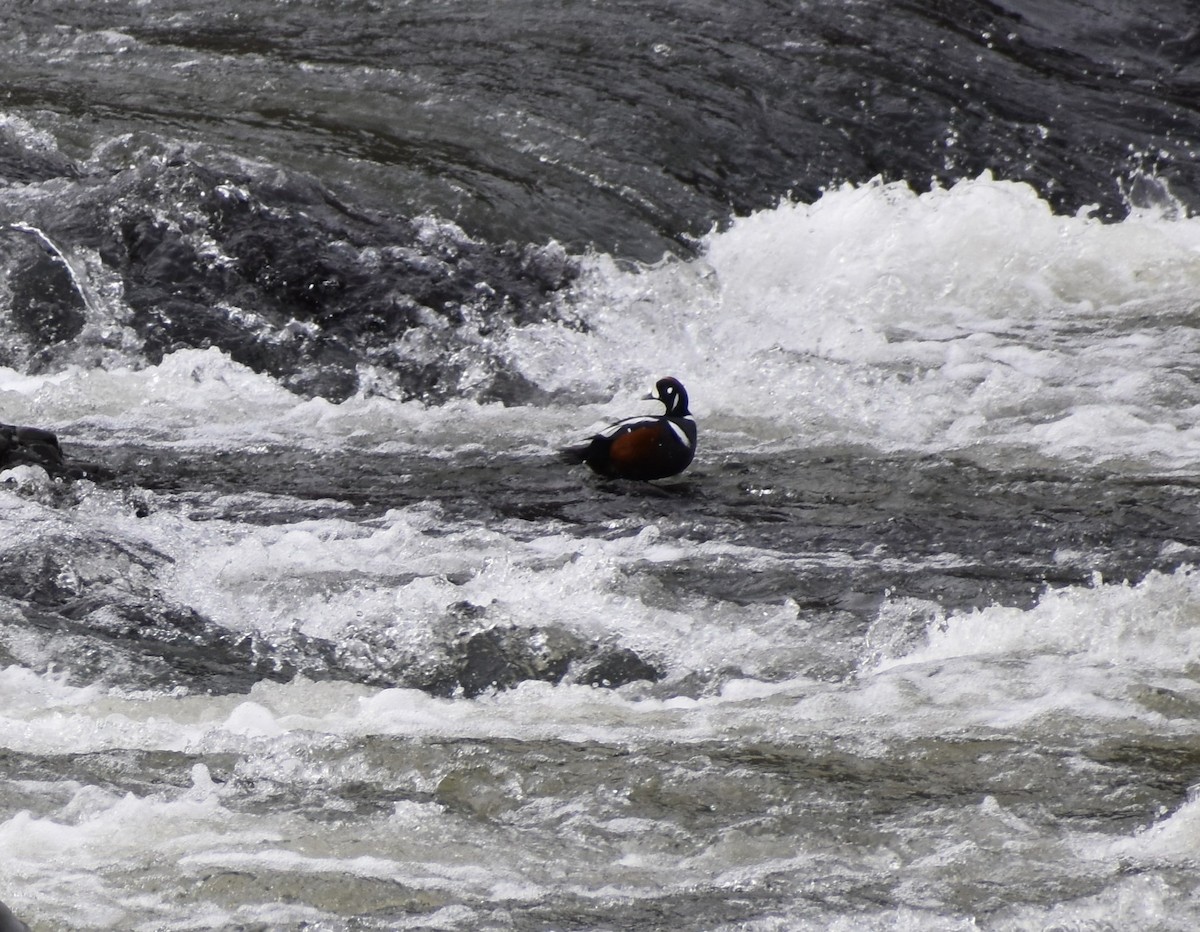 kačka strakatá - ML516861721