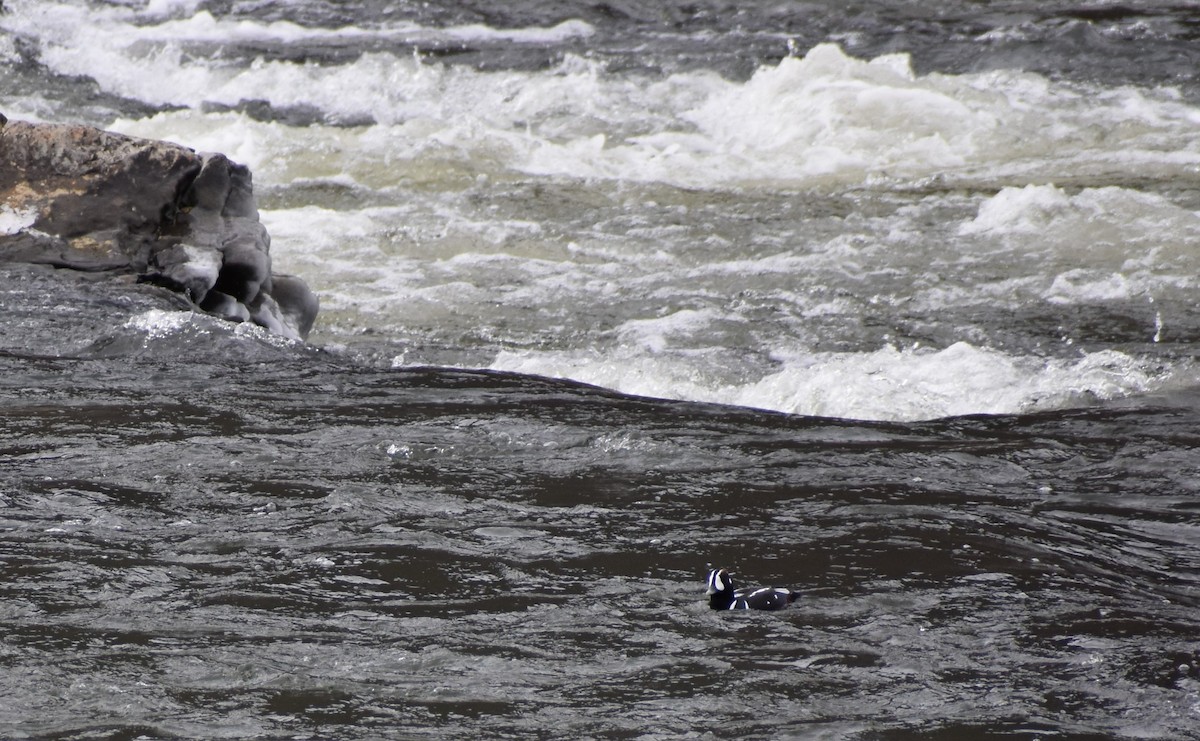 kačka strakatá - ML516861731