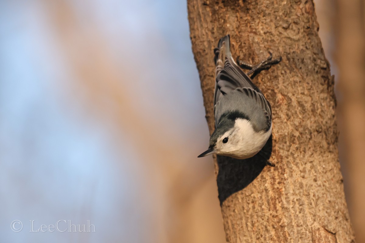 White-breasted Nuthatch - ML516861781