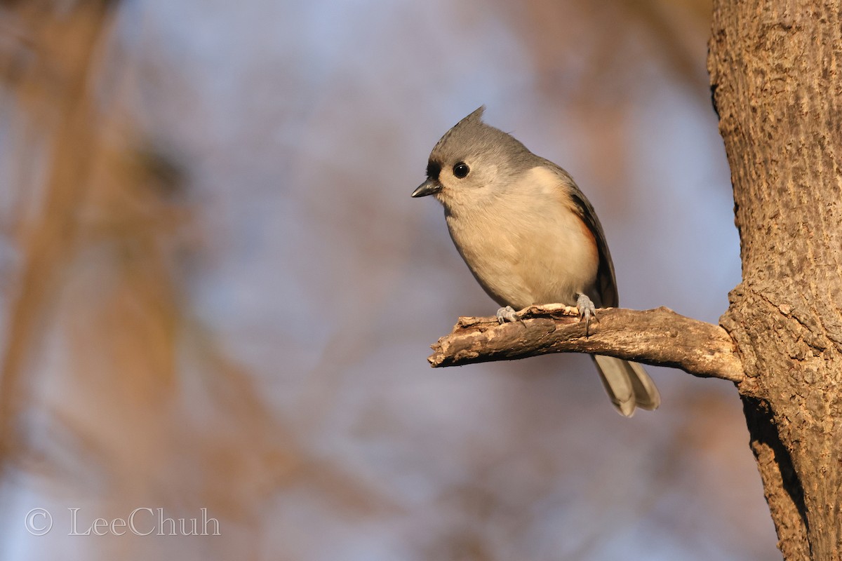 Tufted Titmouse - ML516861801