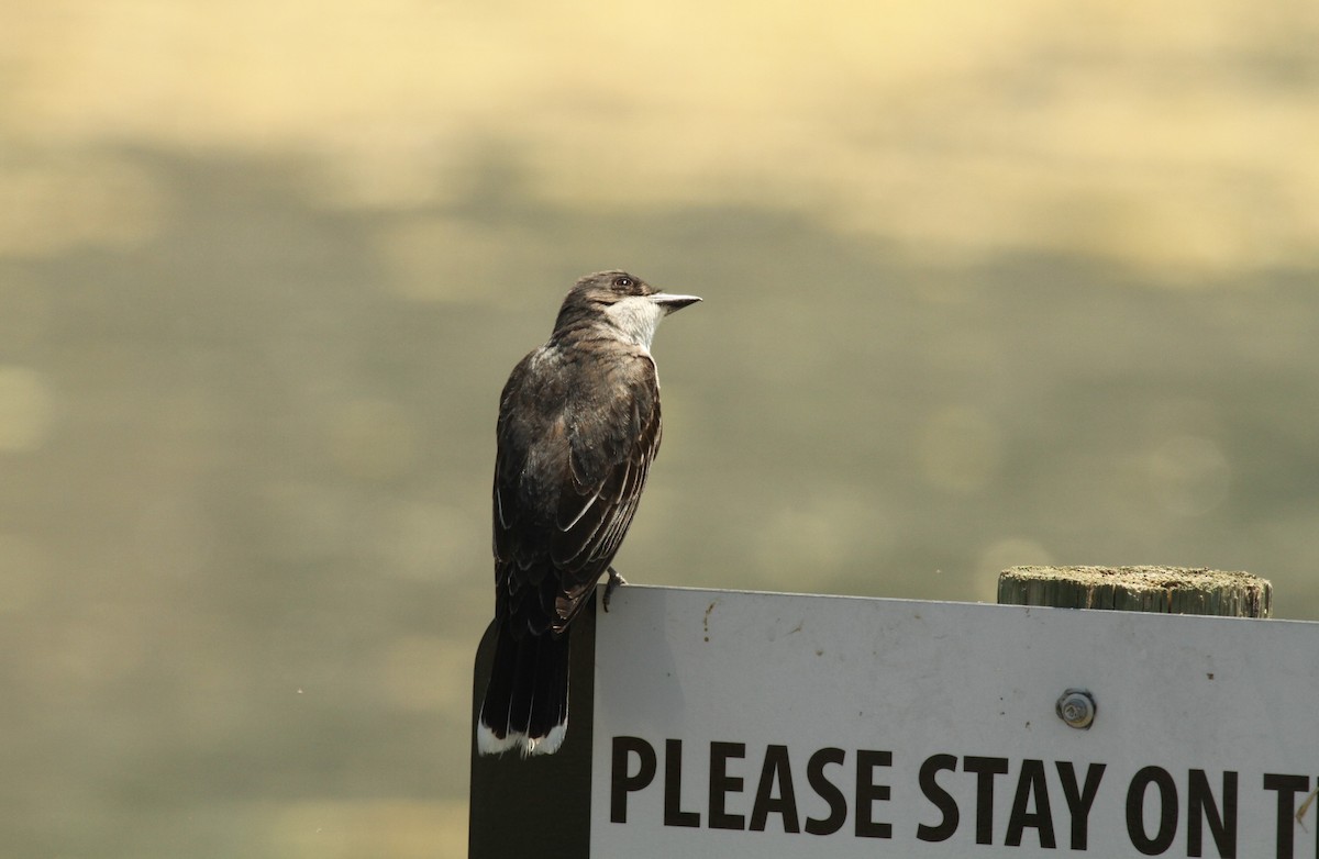 Eastern Kingbird - ML516863841