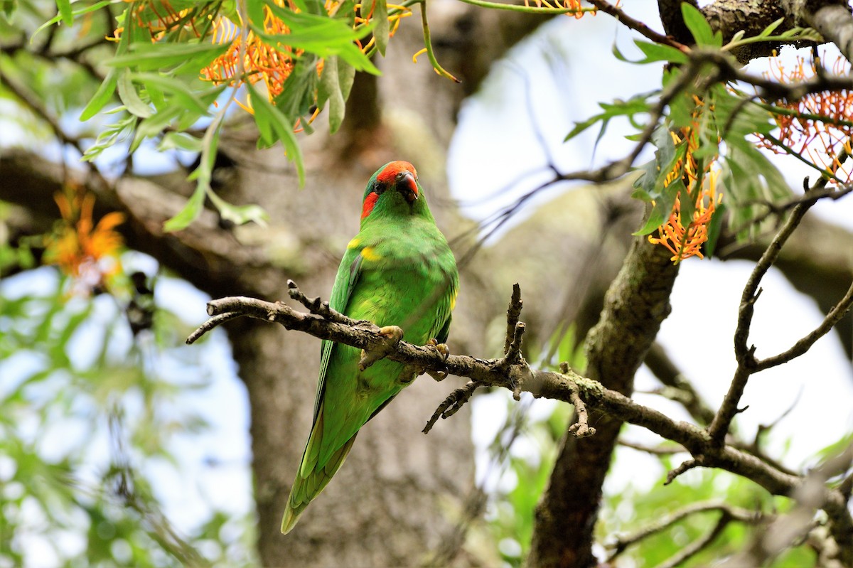 Musk Lorikeet - ML516864191