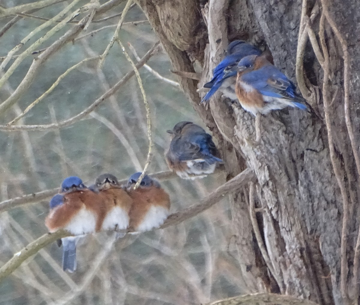 Eastern Bluebird - ML516864801