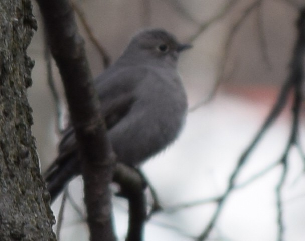 Townsend's Solitaire - Austin Broadwater