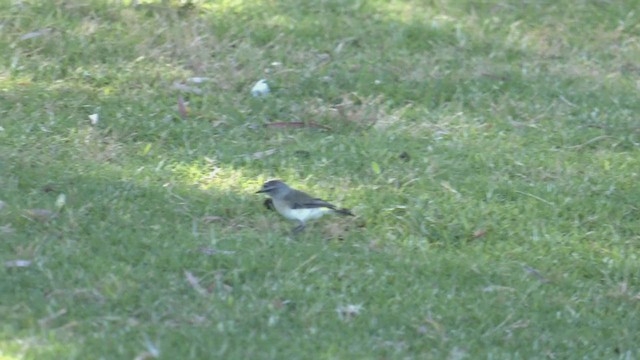 Шиподзьоб жовтогузий - ML516867101