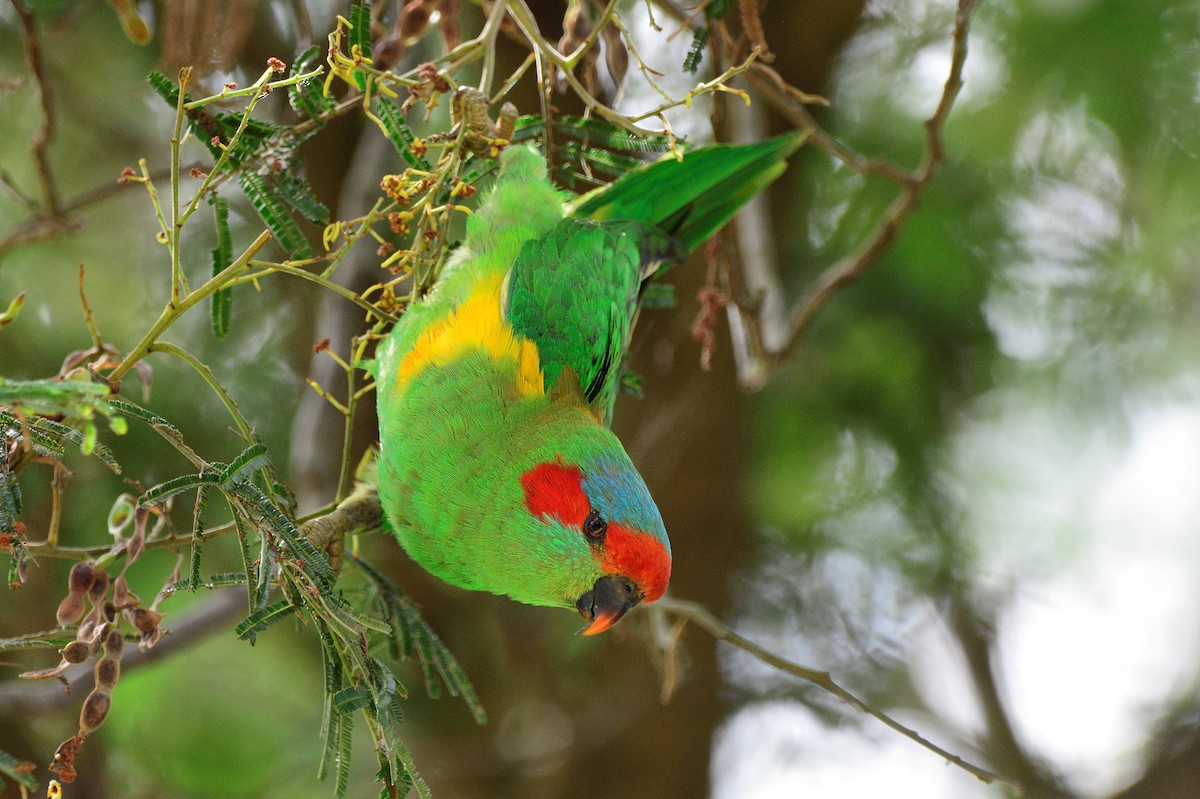 Musk Lorikeet - ML516867291