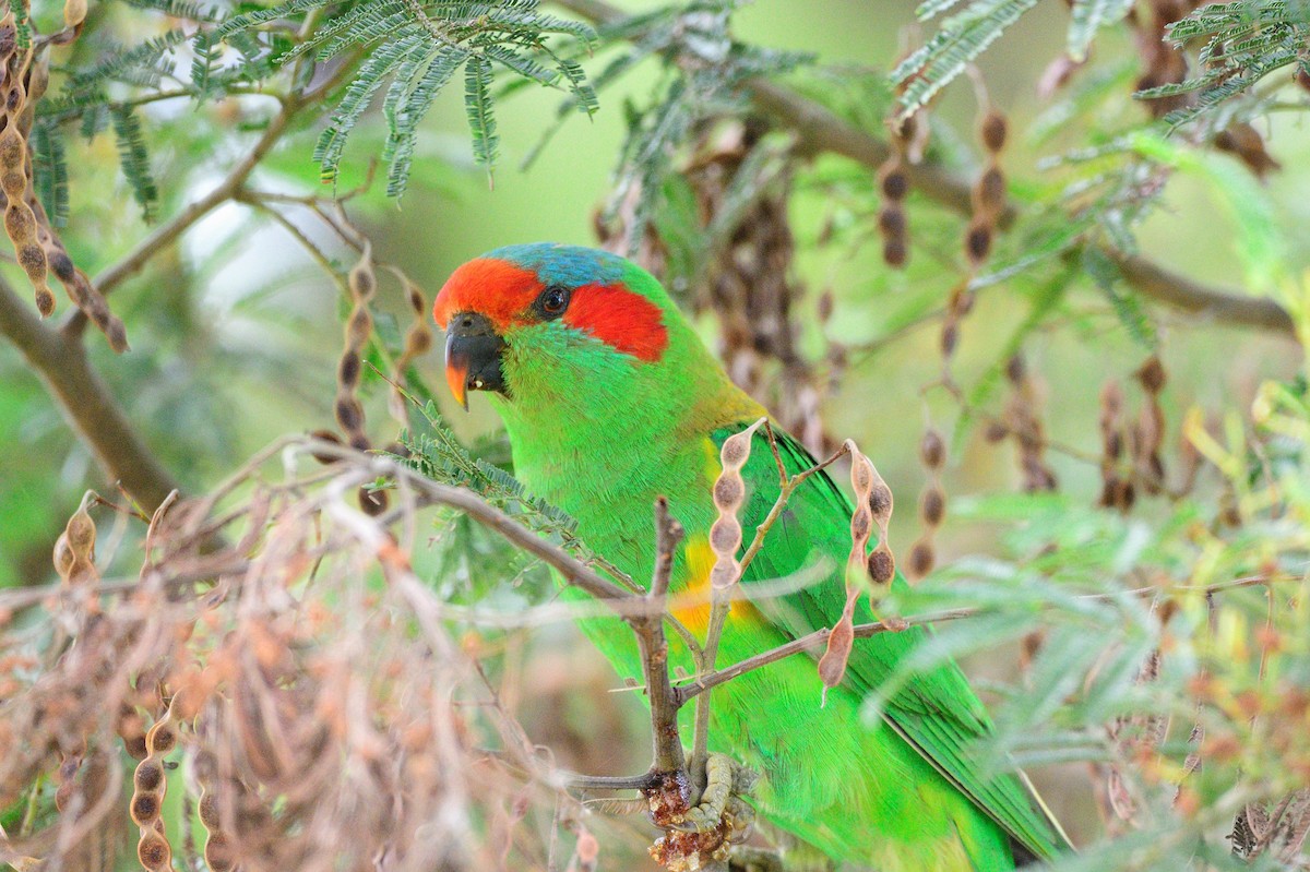 Musk Lorikeet - ML516867341