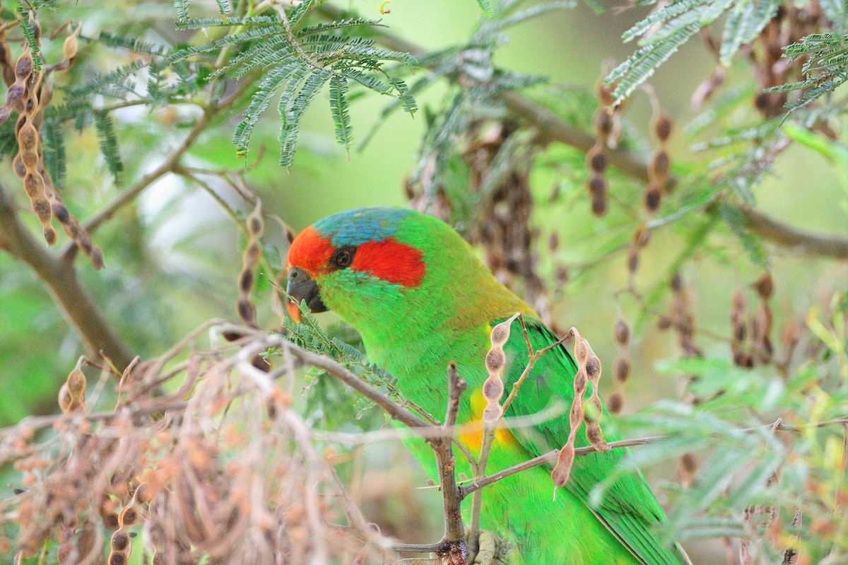 Musk Lorikeet - ML516867391