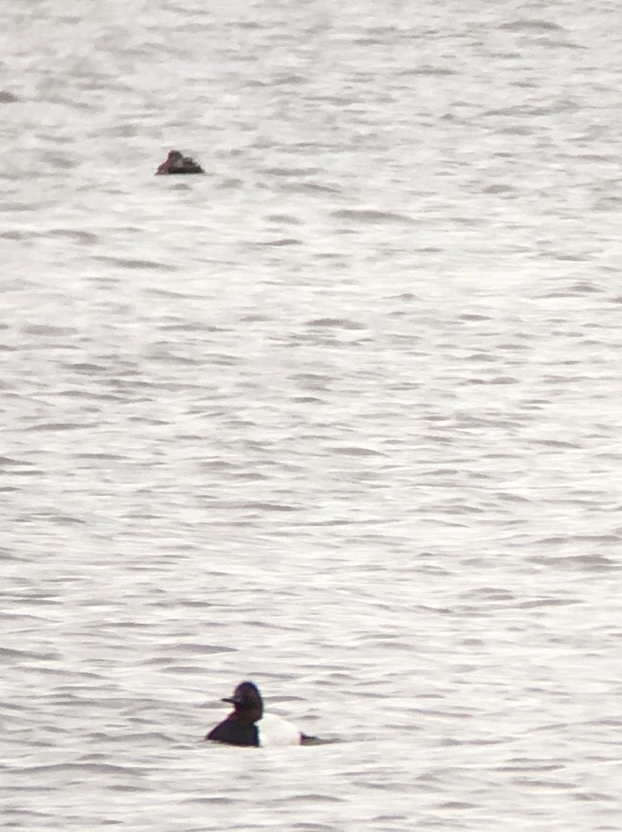 Canvasback - ML516868011