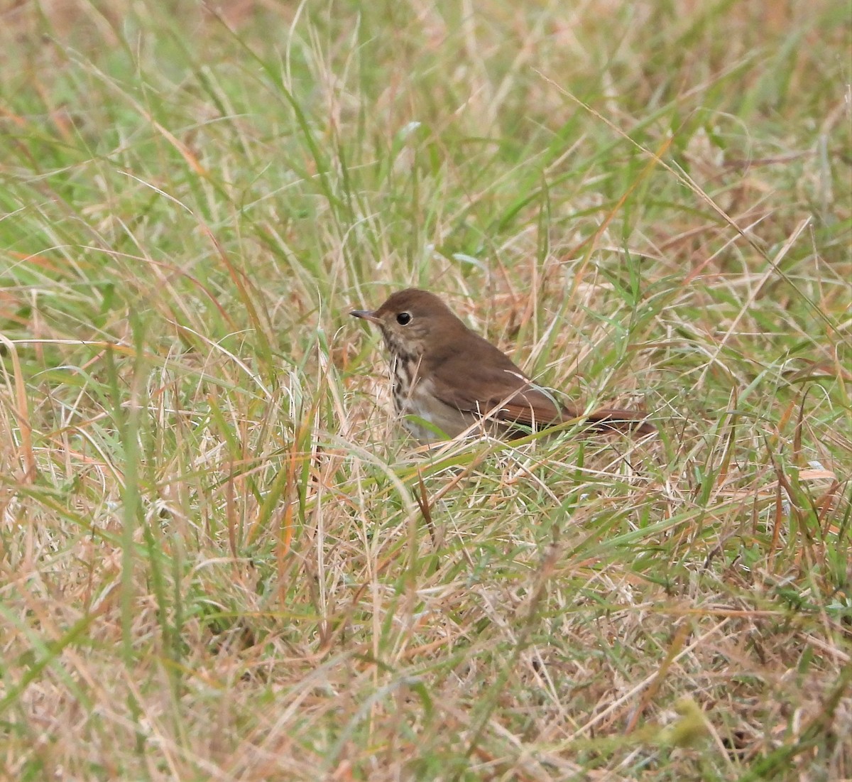 Hermit Thrush - ML516868491