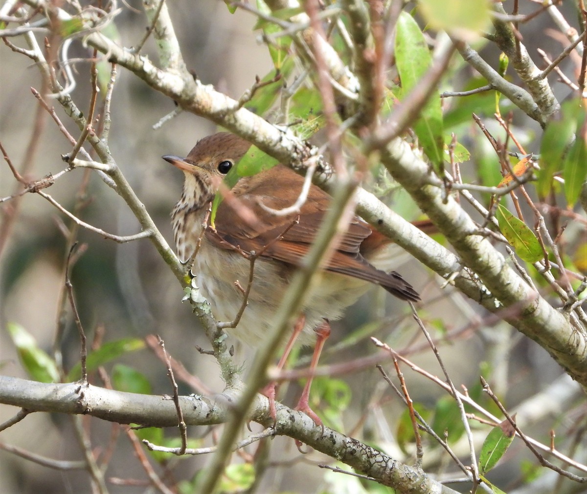 Hermit Thrush - ML516868631