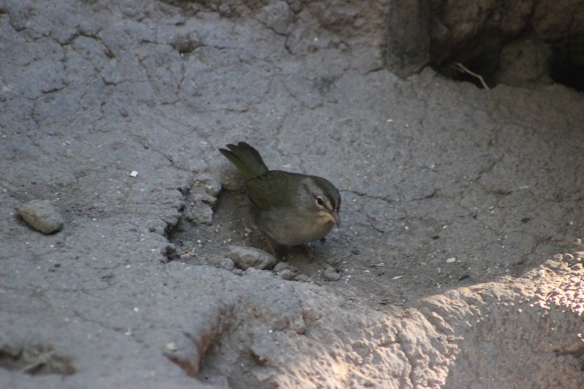 Olive Sparrow - Robert Gervais