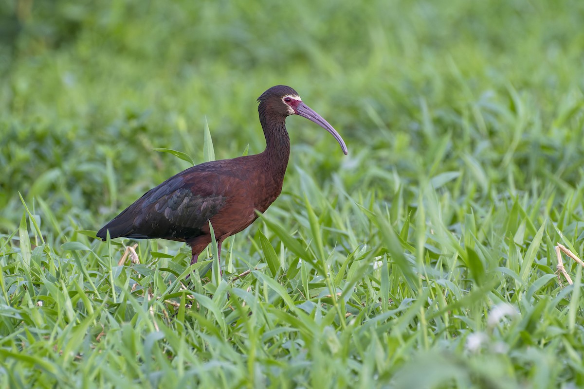 ibis americký - ML516869071
