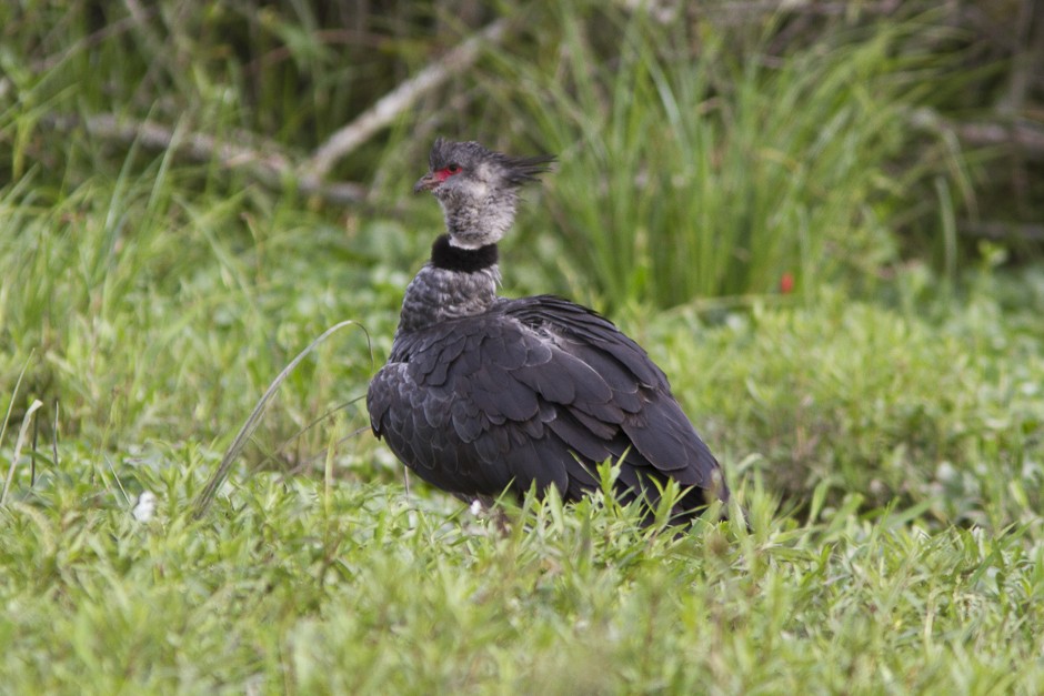 Southern Screamer - ML51686961