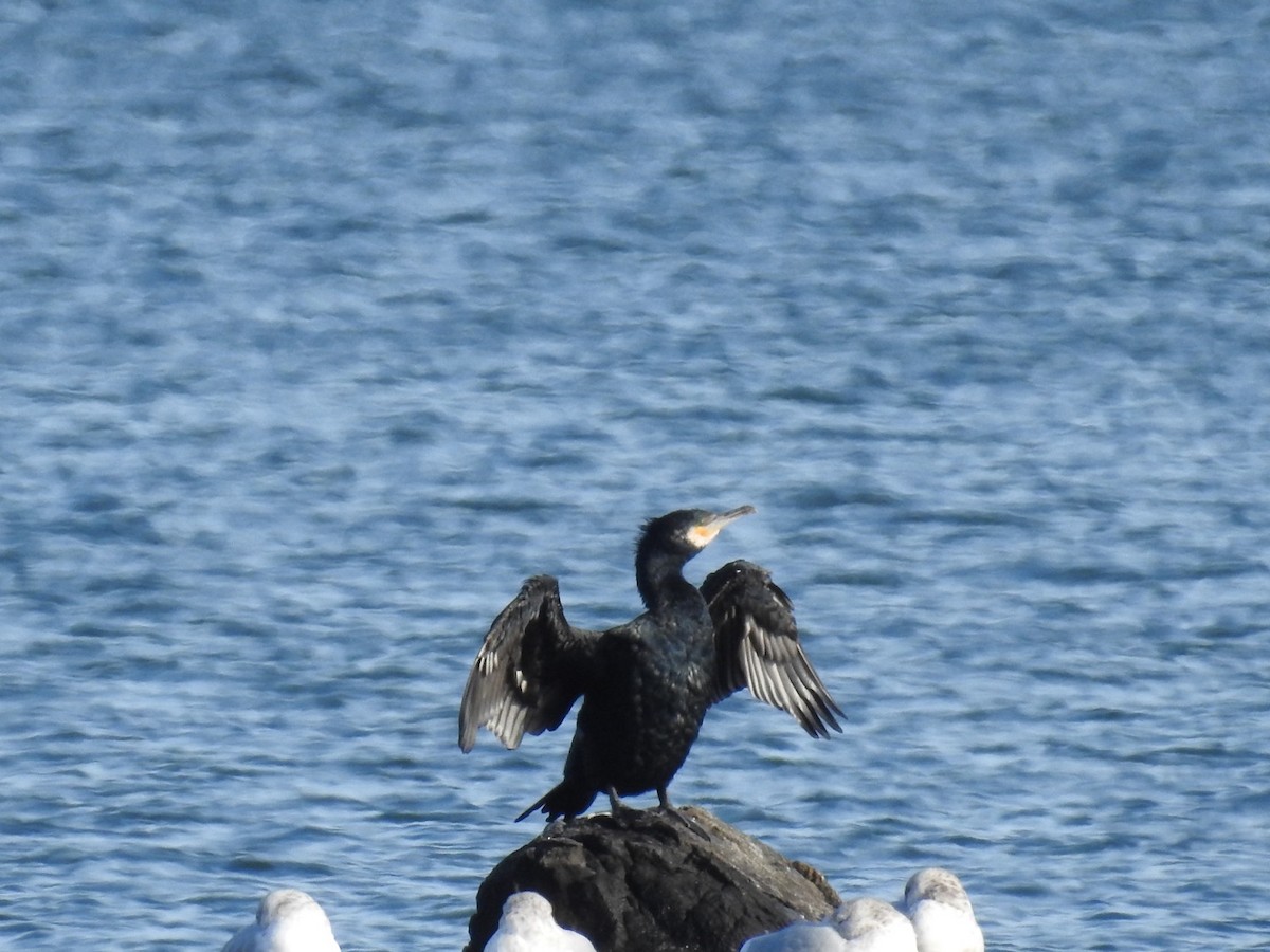 Great Cormorant - ML516871471