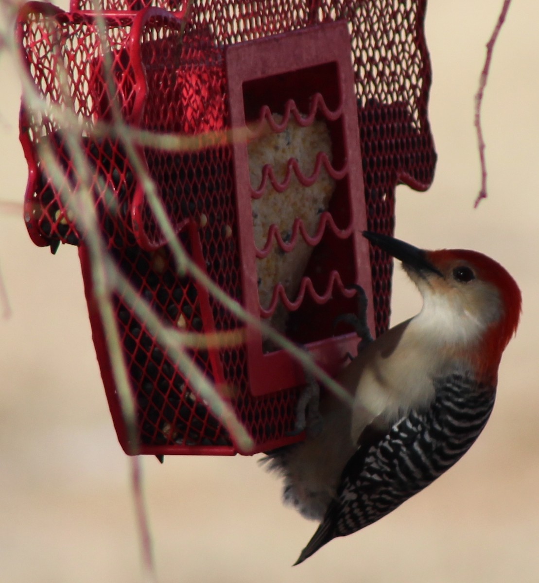 Red-bellied Woodpecker - ML516872451