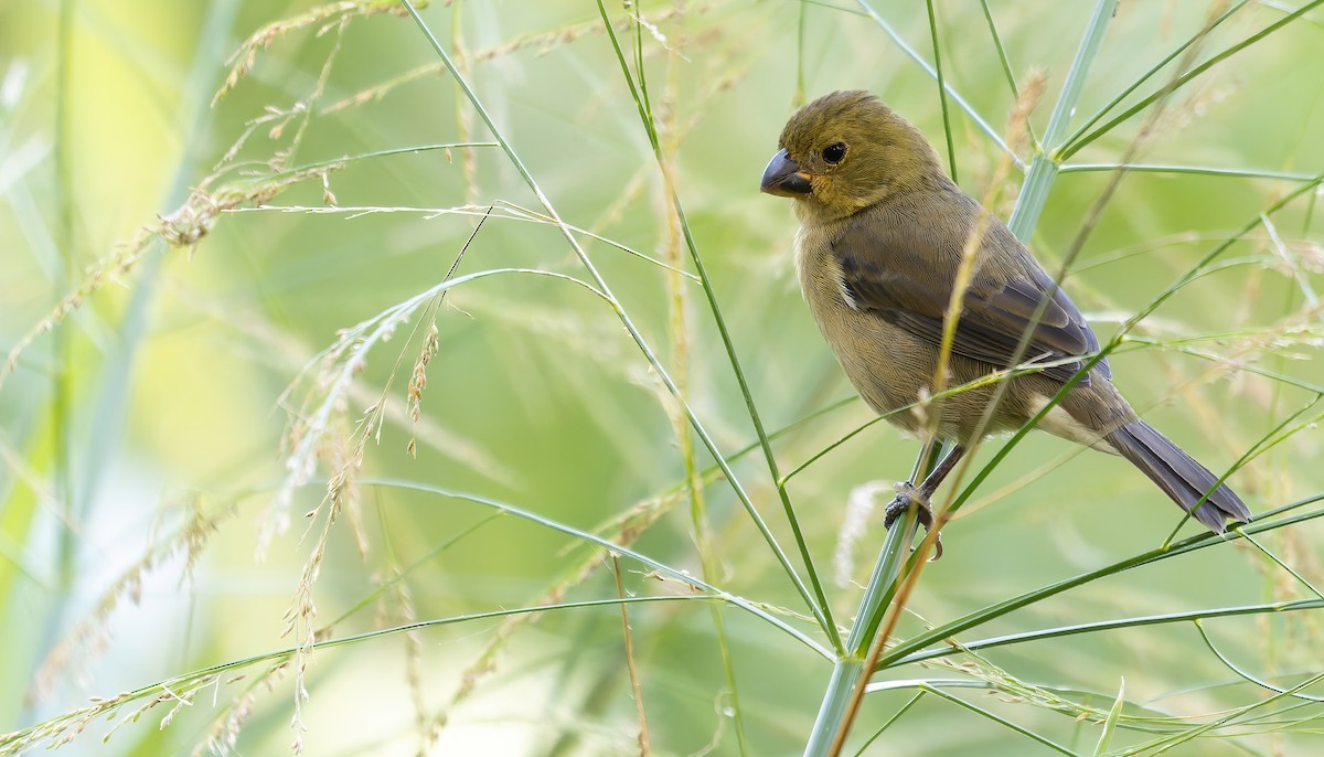 Variable Seedeater - ML516872581