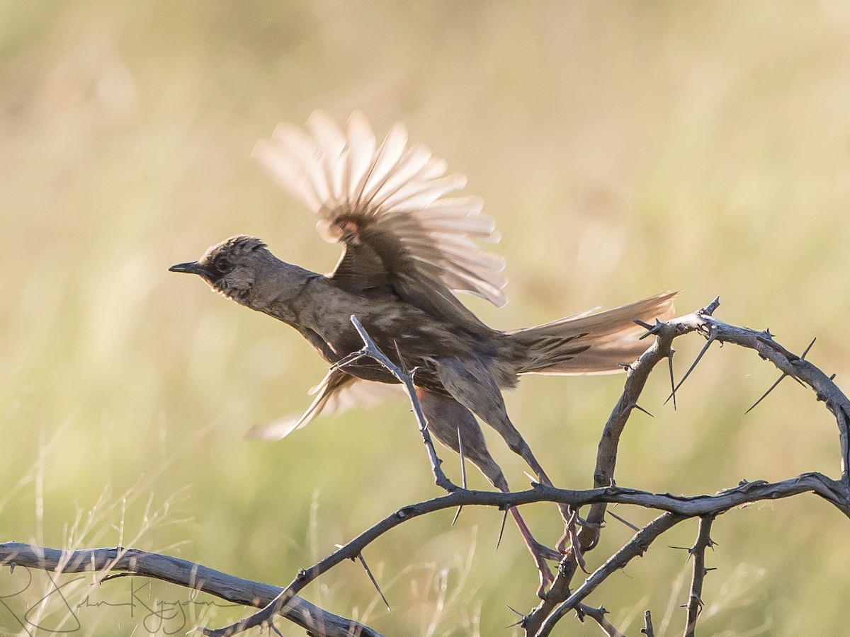 Brown Songlark - ML516874331