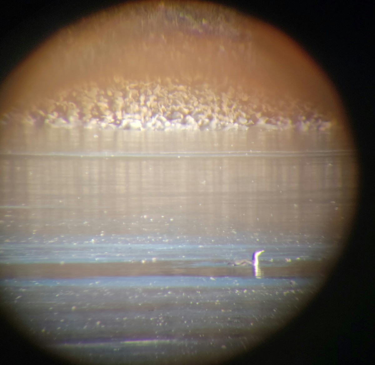 Red-throated Loon - ML516875021