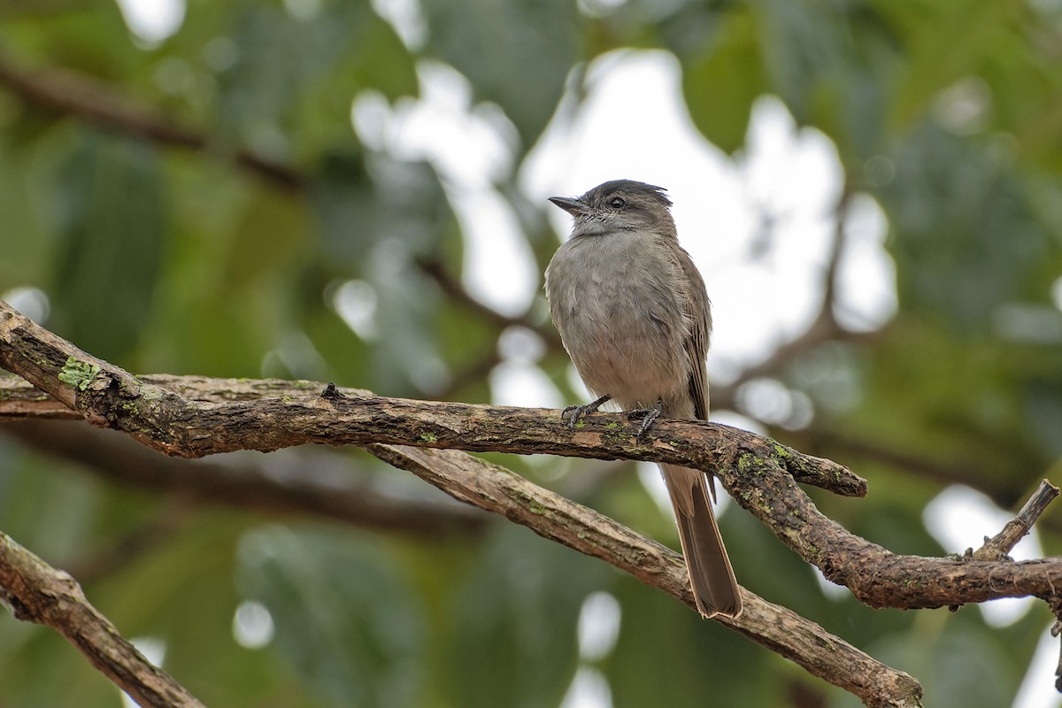 Crowned Slaty Flycatcher - ML516875791