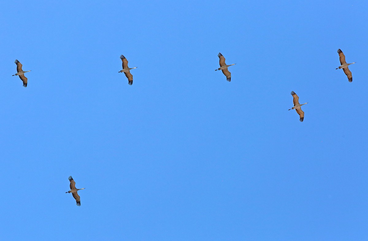 Grue du Canada - ML516876301