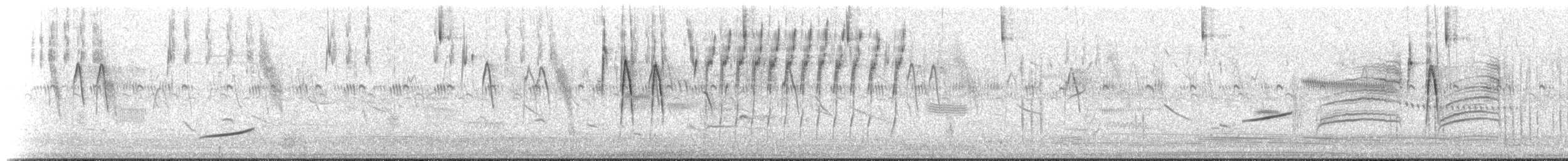 Weißscheckenentyrann - ML516877