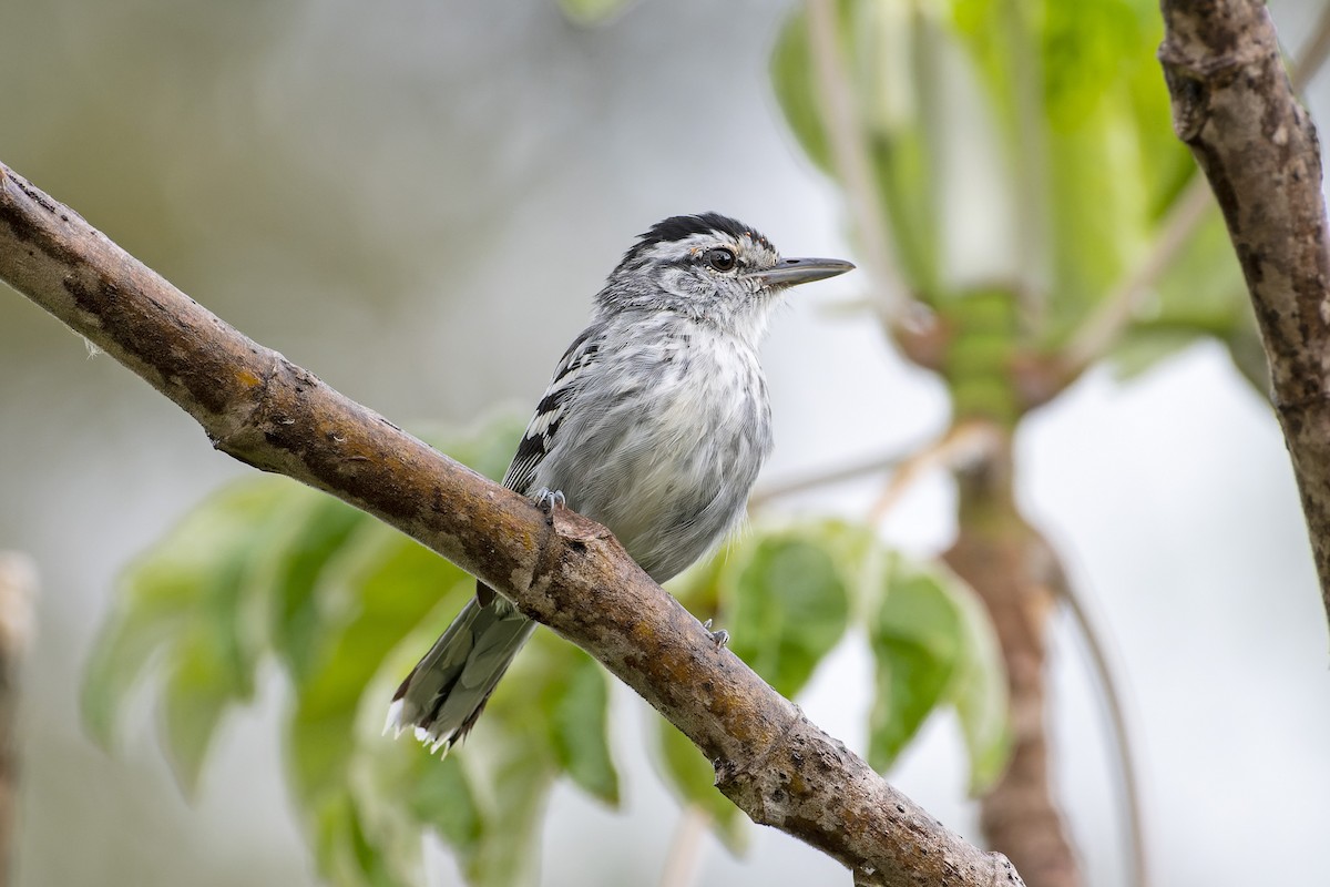 Large-billed Antwren - ML516877211