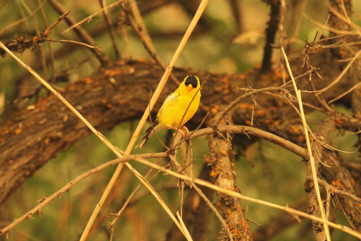 American Goldfinch - ML516877611