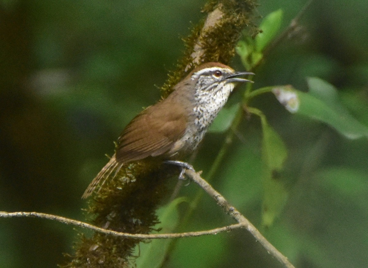 Spot-breasted Wren - ML516878071