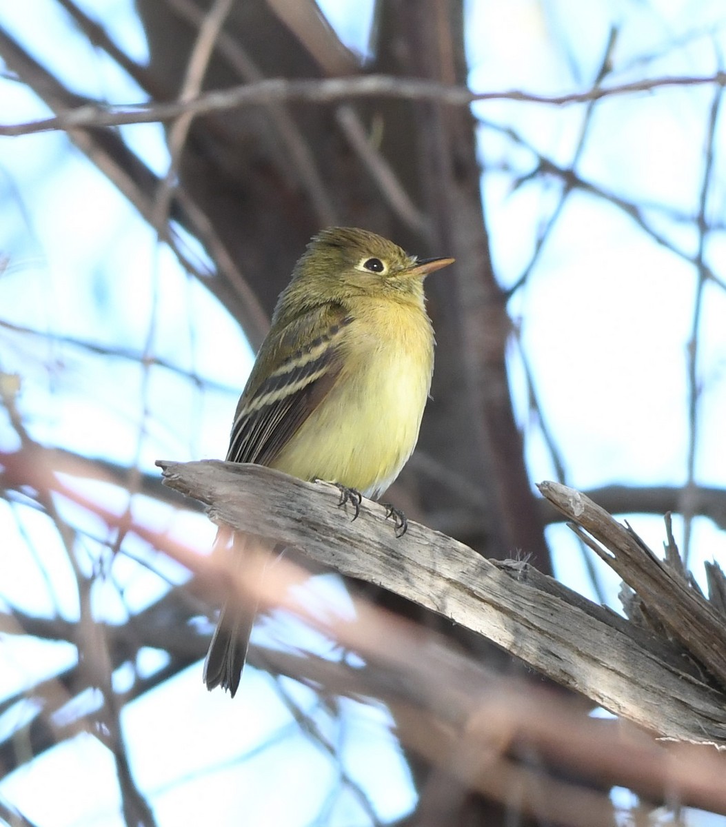 Western Flycatcher - ML516880441