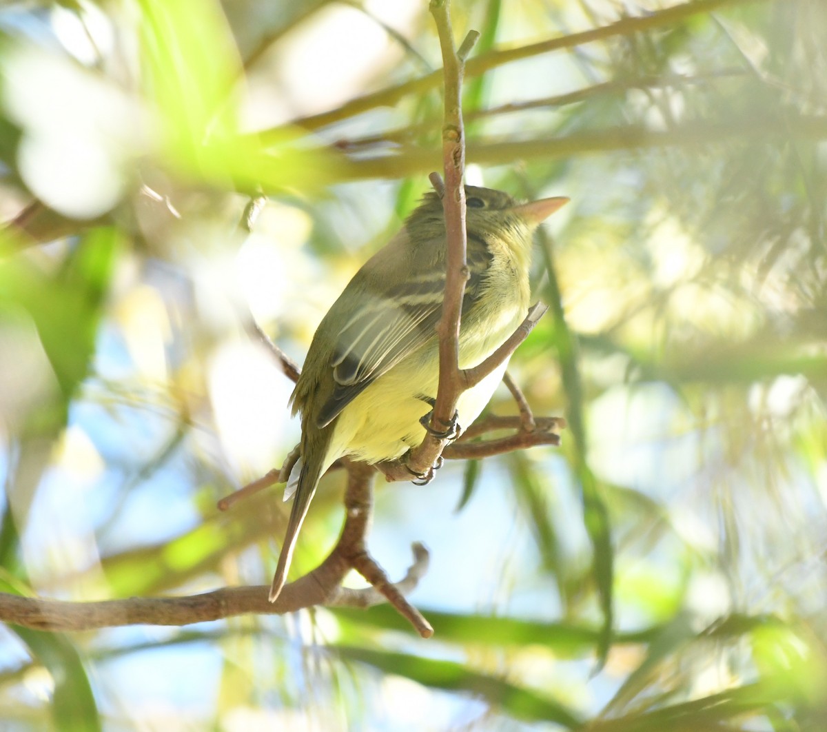 Western Flycatcher - ML516880451