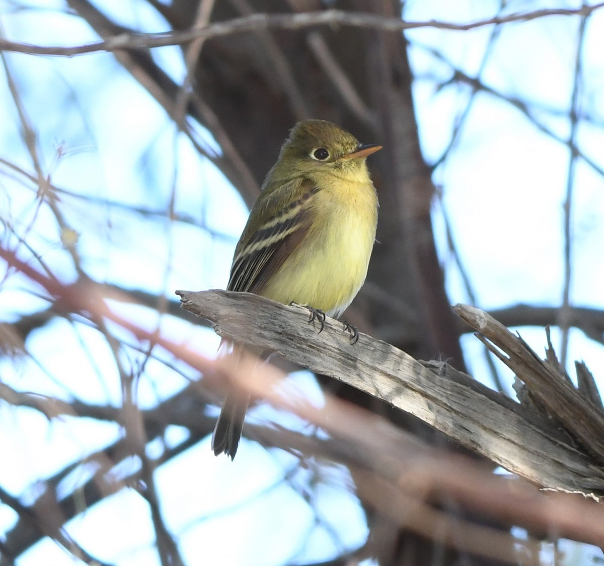 Western Flycatcher - ML516880461
