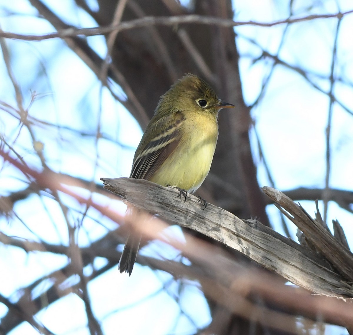 Western Flycatcher - ML516880471