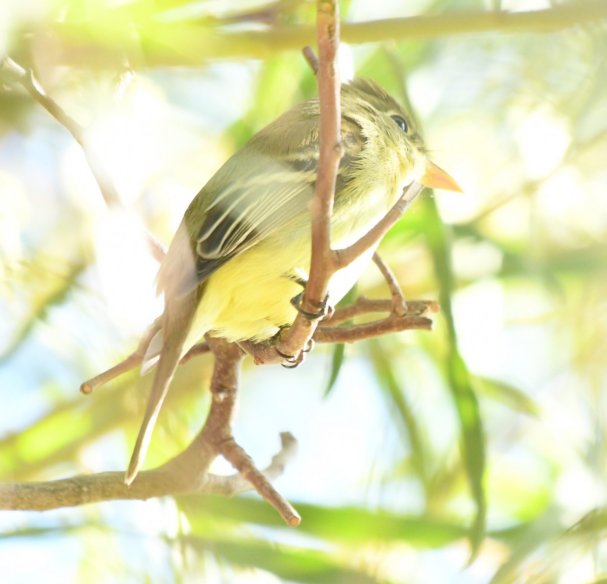 Western Flycatcher - ML516880481